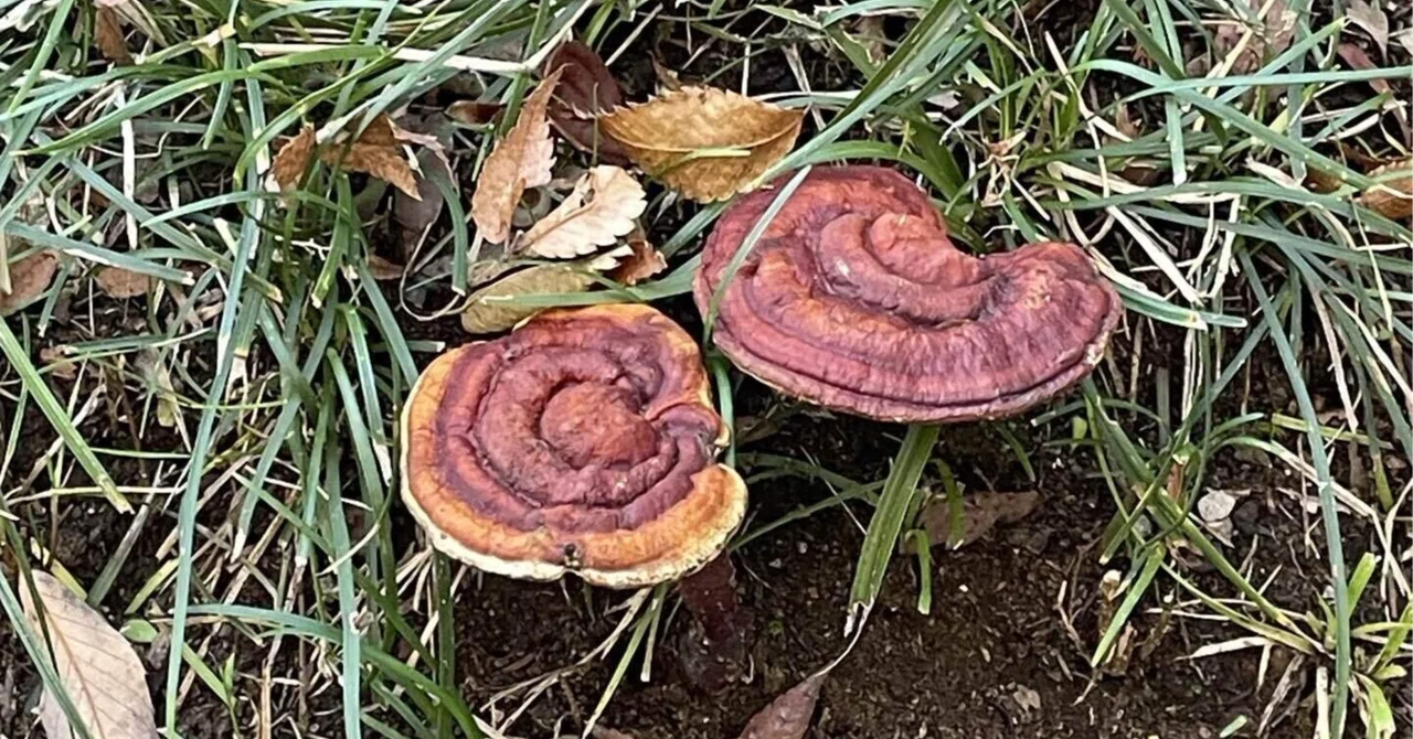 有機ゲルマニウム　イメージ